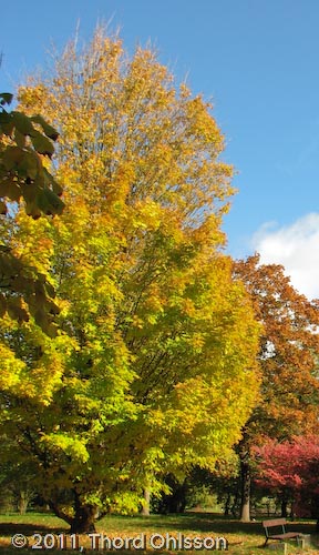 Acer saccharum